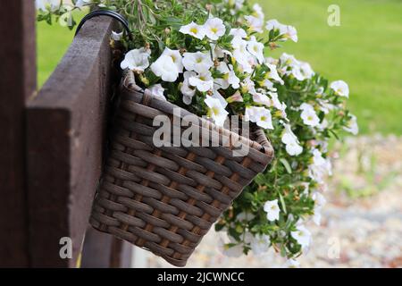 Eine schöne Gartenfenster-Box mit weißen Sommerblumen gepflanzt Stockfoto