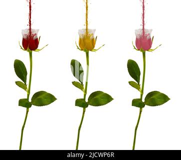 Bunte Rosen. Rose aus Farben. Fotobearbeitung. Farbe spritzt Rose. Rote, gelbe und rosa Rose. Eine Blume aus Rosen. Isoliert auf Weiß. Stockfoto