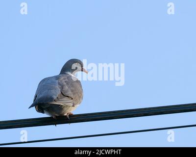 Eine gewöhnliche Waldtaube (Columba palumbus), auch bekannt als Wood Pigeon, thront auf einem Stromkabel in Blackpool, Lancashire, Großbritannien Stockfoto