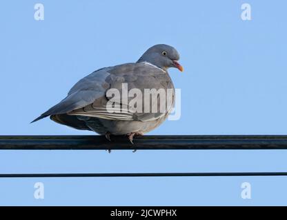 Eine gewöhnliche Waldtaube (Columba palumbus), auch bekannt als Wood Pigeon, thront auf einem Stromkabel in Blackpool, Lancashire, Großbritannien Stockfoto