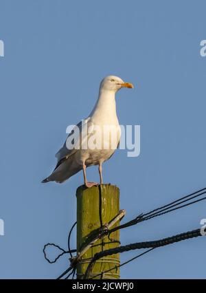 Eine europäische Heringsmöwe (Larus argentatus), die auf einem Pol thront und vor einem blauen Himmel abgebildet ist Stockfoto