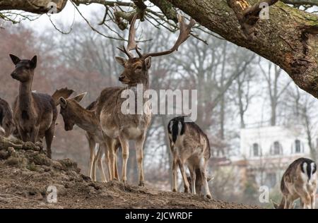 Damwild in einem Freigehege Stockfoto