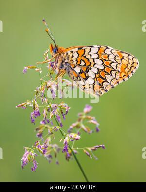 Schmetterling, Knapweed Fritillary - Melitaea phoebe, Nahaufnahme Stockfoto