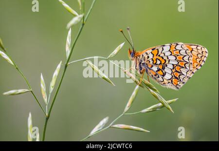 Schmetterling, Knapweed Fritillary - Melitaea phoebe, Nahaufnahme Stockfoto