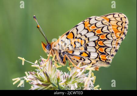 Schmetterling, Knapweed Fritillary - Melitaea phoebe, Nahaufnahme Stockfoto