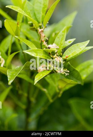 Neue, kleine Zitronen wachsen auf dem Baum. Selektiver Fokus, Nahaufnahme Stockfoto