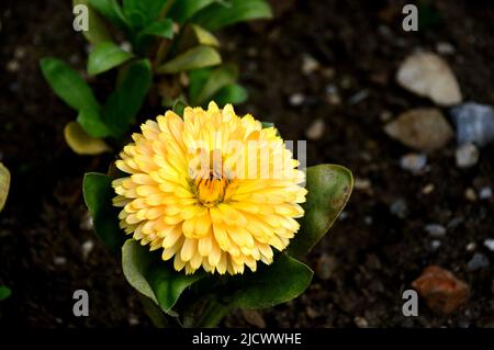 Single Lemon/Yellow Pot Ringelblume Calendula Officinalis 'Bon Bon Yellow' Blume, angebaut im RHS Garden Harlow Carr, Harrogate, Yorkshire, England, UK Stockfoto