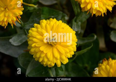 Single Yellow Pot Marigold Calendula officinalis Costa „Light Yellow“. Blume angebaut an RHS Garden Harlow Carr, Harrogate, Yorkshire, England, Großbritannien Stockfoto