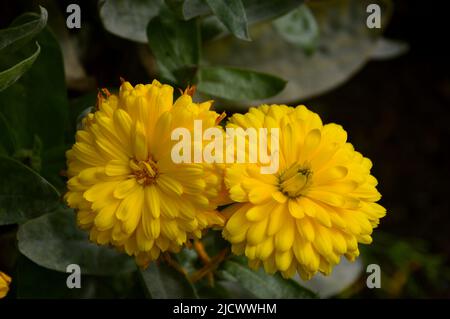 Zwei gelbe Ringelblume Calendula officinalis Costa „Hellgelb“. Blumen in RHS Garden Harlow Carr, Harrogate, Yorkshire, England, Großbritannien Stockfoto