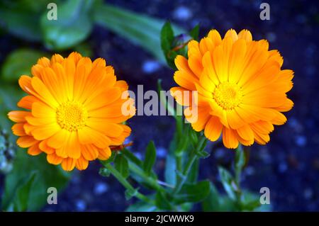 Zwei Orangen-Pot Ringelblume Calendula Officinalis Blumen mit gelbem Zentrum angebaut RHS Garden Harlow Carr, Harrogate, Yorkshire, England, UK Stockfoto