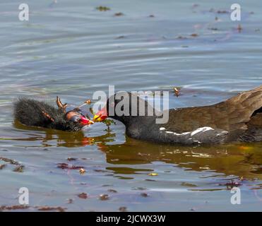 Moorhen mit Küken, Teifi Marshes, Cardigan, Wales Stockfoto