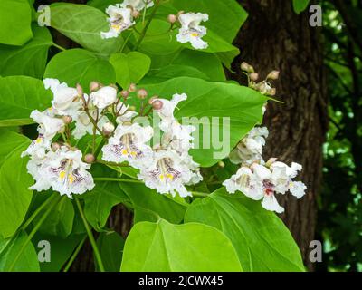 Blüten des indischen Bohnenbaums (Catalpa bignonioides), auch bekannt als südlicher Catalpa oder Zigarrbaum