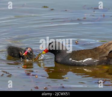 Moorhen mit Küken, Teifi Marshes, Cardigan, Wales Stockfoto