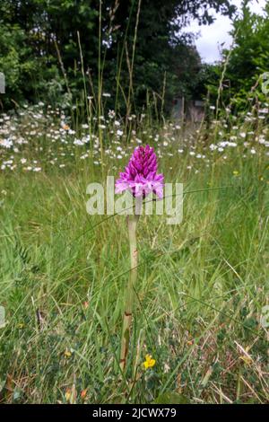 Pyramidenorchidee (Anacamptis pyramidalis), Straßenrand, Sussex, Großbritannien Stockfoto