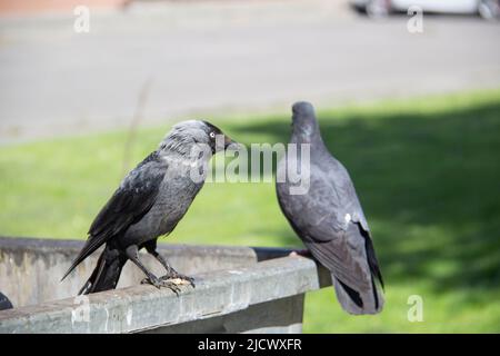 Eine Dohle und eine Taube sitzen auf dem metallenen Mülltonnenmüll. Die Vögel sitzen auf dem Müllcontainer. Stockfoto