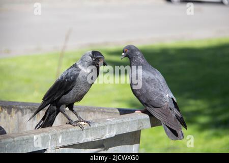 Eine Dohle und eine Taube sitzen auf dem metallenen Mülltonnenmüll. Die Vögel sitzen auf dem Müllcontainer. Stockfoto