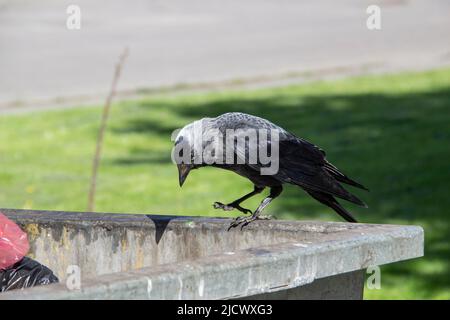 Eine Dohle sitzt auf dem metallenen Mülltonnenmüll und hält etwas in den Pfoten. Die Vogeljackdaw sitzt auf dem Müllcontainer Stockfoto