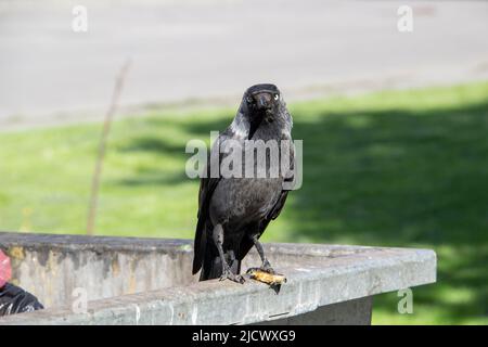 Eine Dohle sitzt auf dem metallenen Mülltonnenmüll und hält etwas in den Pfoten. Die Vogeljackdaw sitzt auf dem Müllcontainer Stockfoto