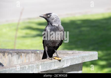 Eine Dohle sitzt auf dem metallenen Mülltonnenmüll und hält etwas in den Pfoten. Die Vogeljackdaw sitzt auf dem Müllcontainer Stockfoto