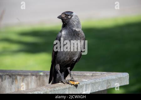 Eine Dohle sitzt auf dem metallenen Mülltonnenmüll und hält etwas in den Pfoten. Die Vogeljackdaw sitzt auf dem Müllcontainer Stockfoto