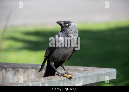 Eine Dohle sitzt auf dem metallenen Mülltonnenmüll und hält etwas in den Pfoten. Die Vogeljackdaw sitzt auf dem Müllcontainer Stockfoto