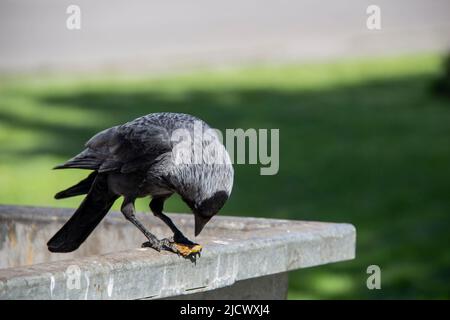 Eine Dohle sitzt auf dem metallenen Mülltonnenmüll und hält etwas in den Pfoten. Die Vogeljackdaw sitzt auf dem Müllcontainer Stockfoto