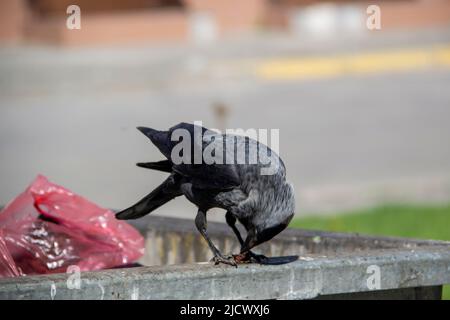 Eine Dohle sitzt auf dem metallenen Mülltonnenmüll und hält etwas in den Pfoten. Die Vogeljackdaw sitzt auf dem Müllcontainer Stockfoto