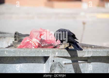 Eine Dohle sitzt auf dem metallenen Mülltonnenmüll und hält etwas in den Pfoten. Die Vogeljackdaw sitzt auf dem Müllcontainer Stockfoto