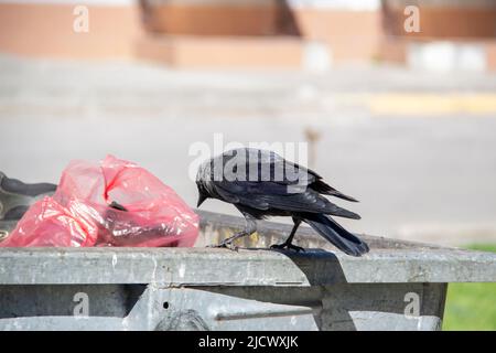 Eine Dohle sitzt auf dem metallenen Mülltonnenmüll und hält etwas in den Pfoten. Die Vogeljackdaw sitzt auf dem Müllcontainer Stockfoto