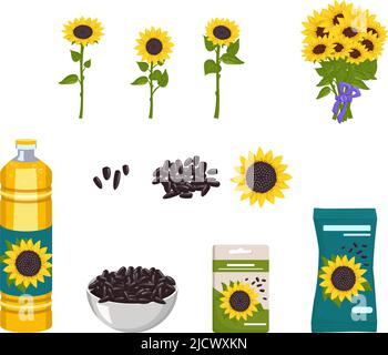 Set aus Sonnenblumen mit gelben Blütenblättern und Blättern und Blumenstrauß mit Schleife. Schwarze Samen auf dem Teller und in der Packung. Pflanzenöl und Getreide für die Pflanzung von Pflanzen. Vektorgrafik flach Stock Vektor