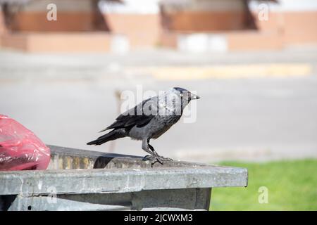 Eine Dohle sitzt auf dem metallenen Mülltonnenmüll und hält etwas in den Pfoten. Die Vogeljackdaw sitzt auf dem Müllcontainer Stockfoto