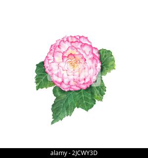 Begonia Blume isoliert auf weißem Hintergrund. Aquarell handgezeichnete botanische Illustration. Rosa Blume mit grünen Blättern. Ideal für Aufkleber, Karten. Stockfoto