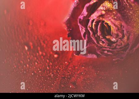 Rote getrocknete Rose mit Wassertropfen auf rotem Hintergrund. Karte mit Blume und Bokeh Stockfoto