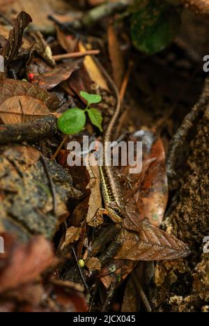 Spotted Forest Skink - Spomenorphus maculatus, kleine versteckte Eidechse aus asiatischen Wäldern und Wäldern, Thailand. Stockfoto