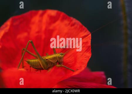 Grüne kleine Heuschrecke sitzt auf einer roten Mohnblume Stockfoto