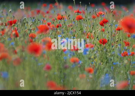 Rote Mohnblumen und blaue Kornblumen Stockfoto