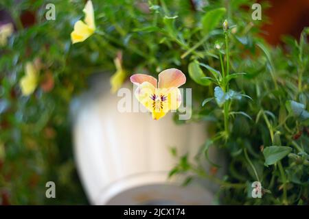 Nahaufnahme von violetten Stiefmütterchen im Topf. Stockfoto