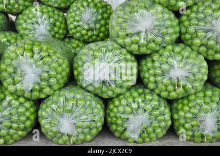 Geerntet natürliche frische grüne Pflaumen in großen Plastiktüten. Sorte bekannt als „Coe's Golden Drop“. Selektiver Fokus. Stockfoto