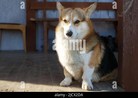 Der Hund Welsh Corgi pembroke ruht auf der Veranda seines Hauses. Stockfoto