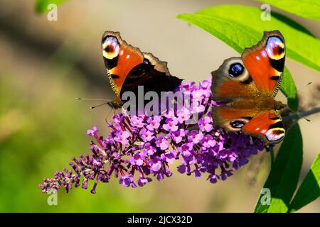 Zwei, Schmetterlinge, Schmetterling, Inachis io, Aglais io, Schmetterling auf Buddleja, Blüten-Buddleja-Schmetterlinge Stockfoto