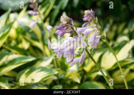 Hosta Moonstruck, Flowering, Hostas, Wegerich Lily, Blue, Blumenausschnitt Stockfoto