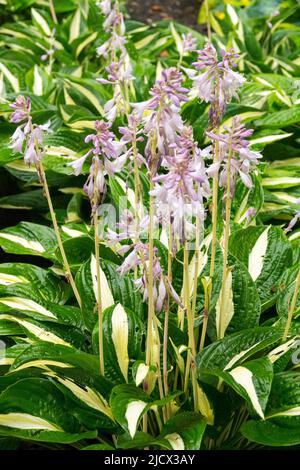 Garten, Hosta, Bananen Lilie, Edge, Hostas, Blätter Grenze, Blumen, Funkie, Blüte Stockfoto