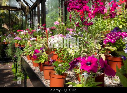 Topfblütenpflanzen, einschließlich Primulas, Petunien, Phlox und Periklis cruenta, in den Glasgow Botanic Gardens, Schottland, Vereinigtes Königreich. Stockfoto