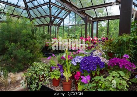 Topfblütenpflanzen, einschließlich Primulas, Petunien, Phlox und Periklis cruenta, in den Glasgow Botanic Gardens, Schottland, Vereinigtes Königreich. Stockfoto