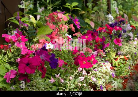 Blühende Pflanzen wie Petunien, Phlox und Pericallis cruenta, im Palm House und im Glashaus des Glasgow Botanic Garden, Großbritannien. Stockfoto