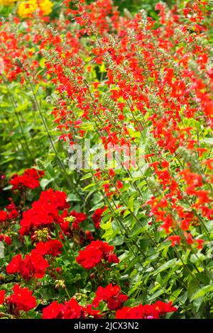 Roter Salvia und Geranium, Sommerblütenbett Stockfoto