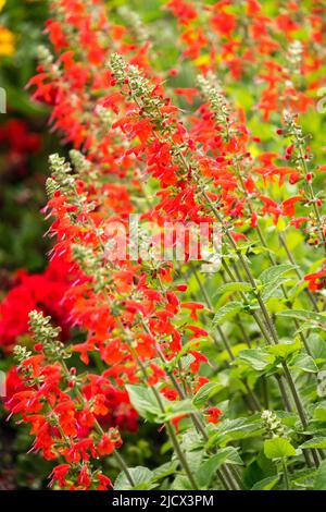 Rot, Salvia coccinea 'Lady in Red', Blumenbett, Salvia Lady in Red, Salvia coccinea, Salvias, Sommer Stockfoto