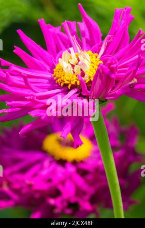 Zinnia „Purple Prince“, Blume, Porträt Stockfoto