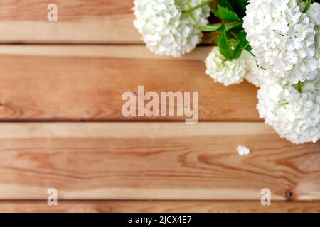 Die Textur aus hellem Holz mit Streifen, verziert mit weißen Hortensien-Blüten mit Platz für Text. Hintergrund für Herzlichen Glückwunsch. Stockfoto