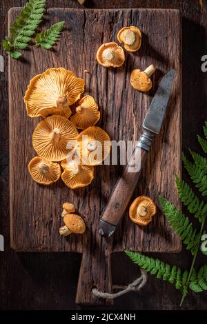 Wilde und edle Pfifferlinge direkt aus dem Wald. Wilde und frische Pilze. Stockfoto